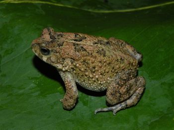 Media type: image;   Herpetology A-148091 Aspect: lateral